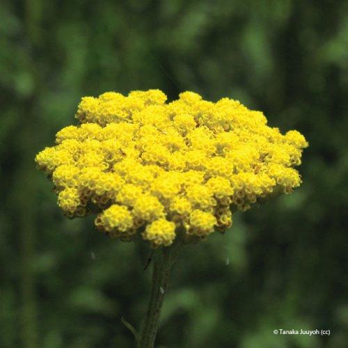 achillea filipendula