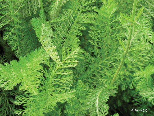 achillea millefolium