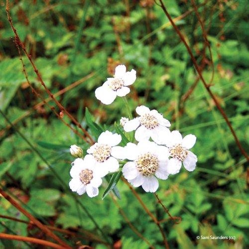 achillea ptarmica