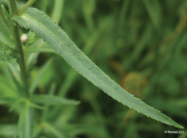 achillea ptarmica