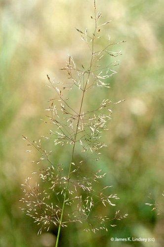 agrostis capillaris