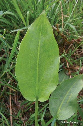 alisma plantagoaquatica