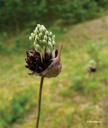 allium oleraceum