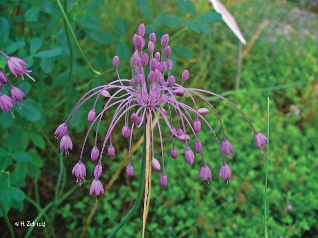 Allium pulchellum