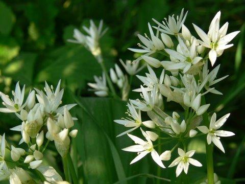 Allium ursinum