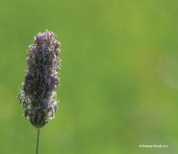 Alopecurus pratensis