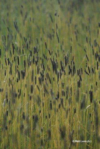 Alopecurus pratensis