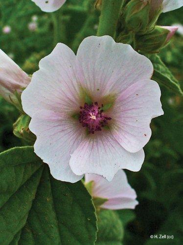 Althaea officinalis