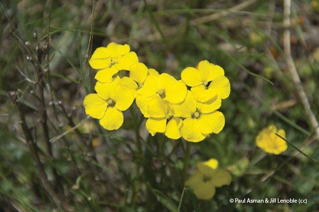 Alyssum montanum