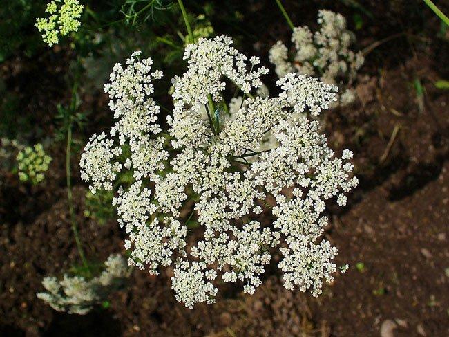 Ammi majus
