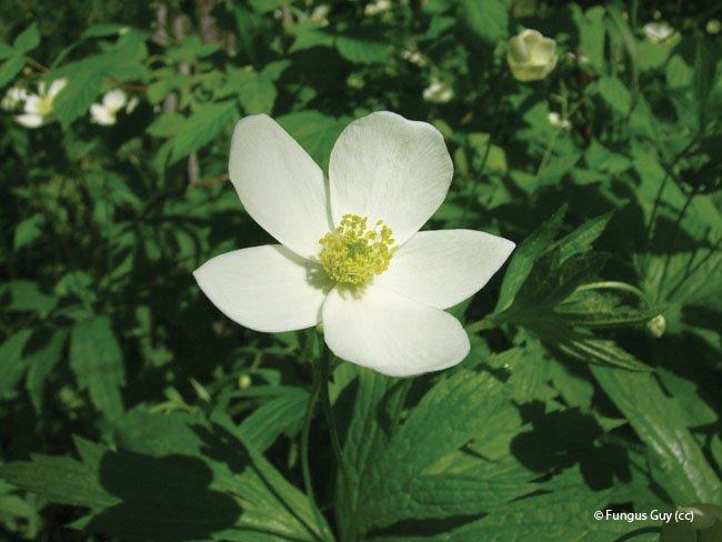 Anemone canadensis