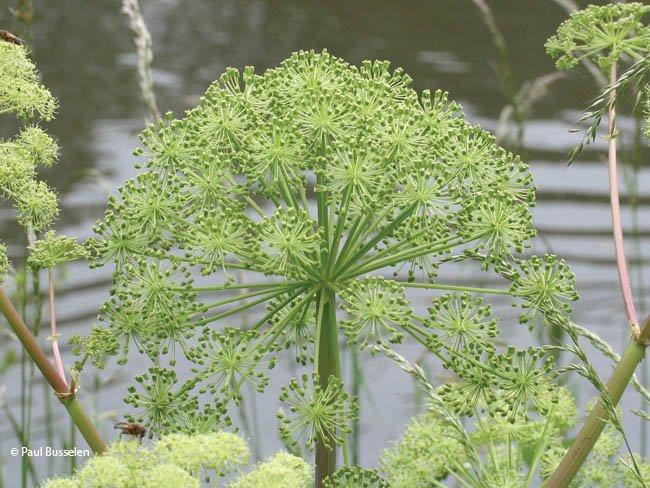 Angelica archangelica