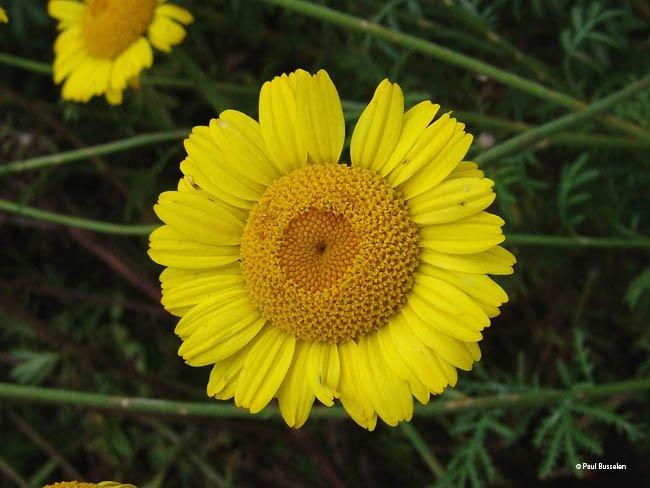 Anthemis tinctoria