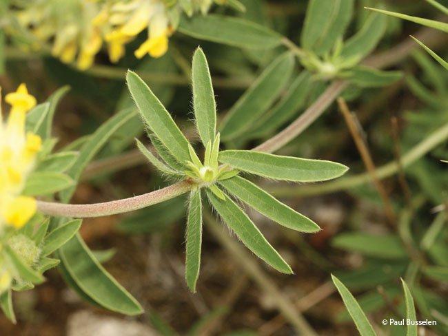 Anthyllis vulneraria