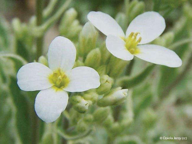 Arabis caucasica