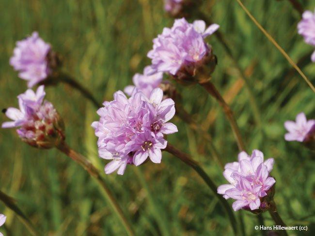 Armeria maritima