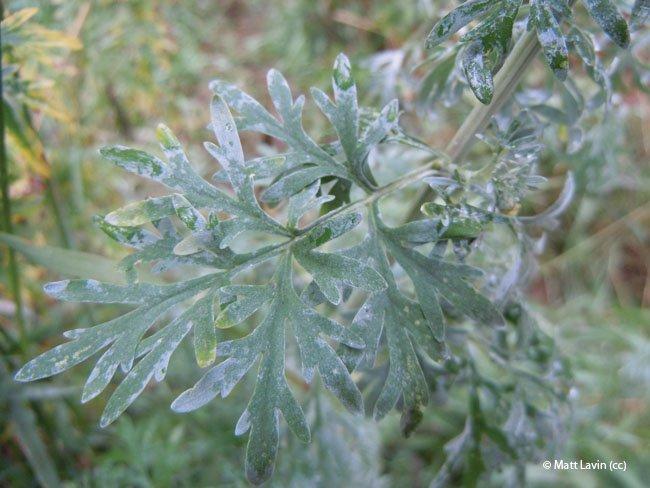 Artemisia absinthium