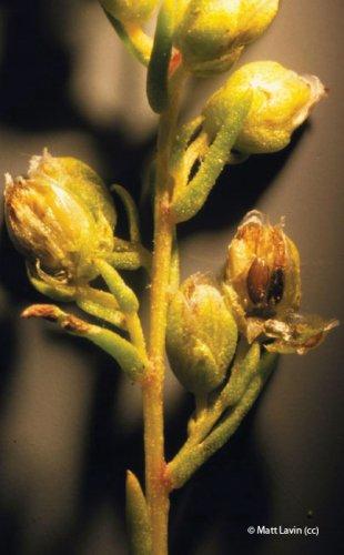 Artemisia dracunculus