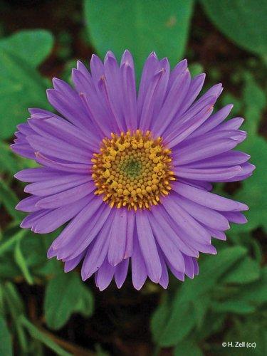 Aster alpinus