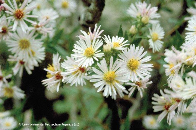 Aster ericoides