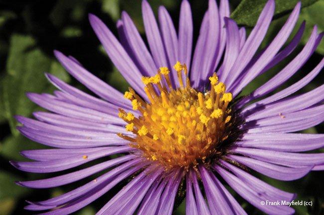 Aster nova-angliae