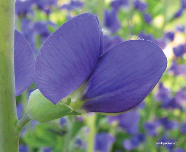 Baptisia australis