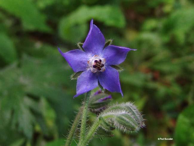 Borago officinalis