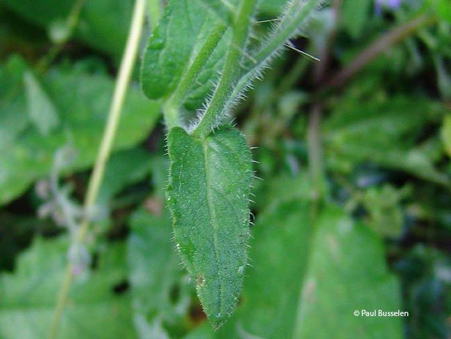 Borago officinalis