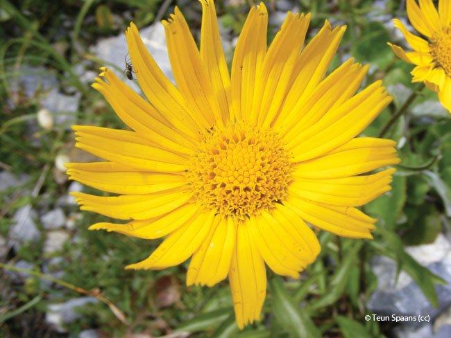 Buphthalmum salicifolium