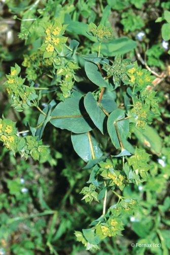 bupleurum rotundifolium