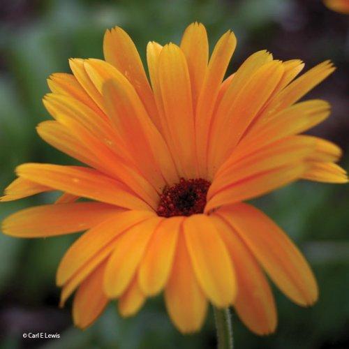 Calendula officinalis