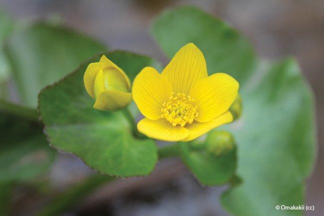Caltha palustris