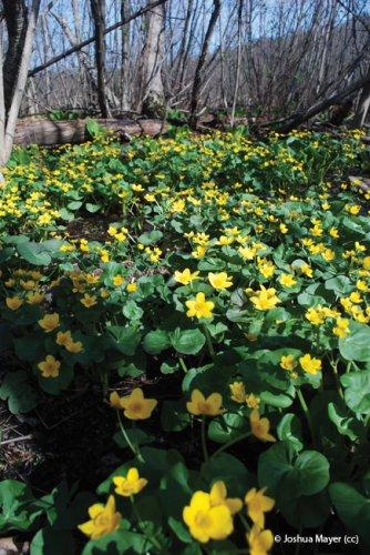 Caltha palustris