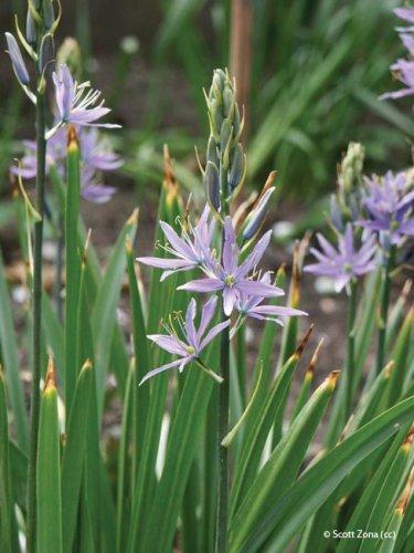 Camassia leichtlinii