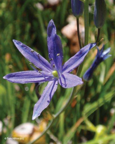 Camassia quamash