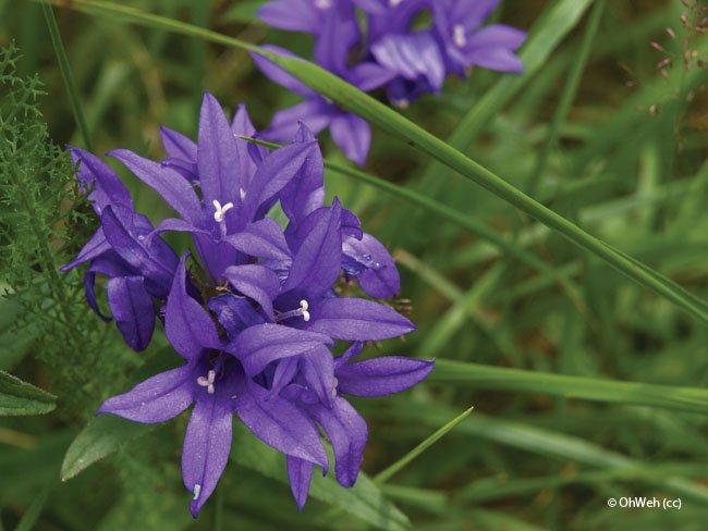 Campanula glomerata