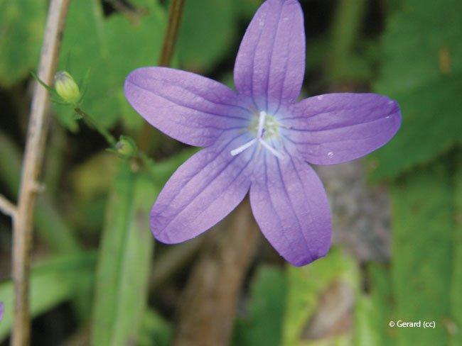campanula patula