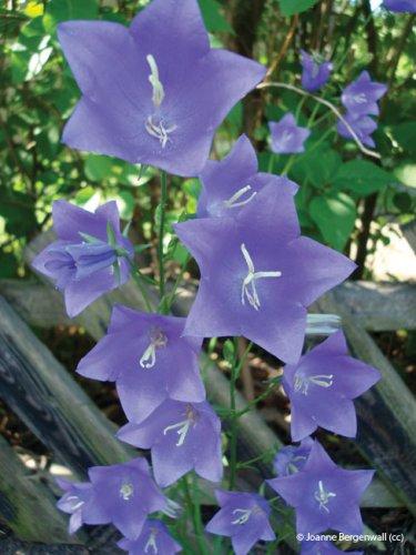 Campanula persicifolia