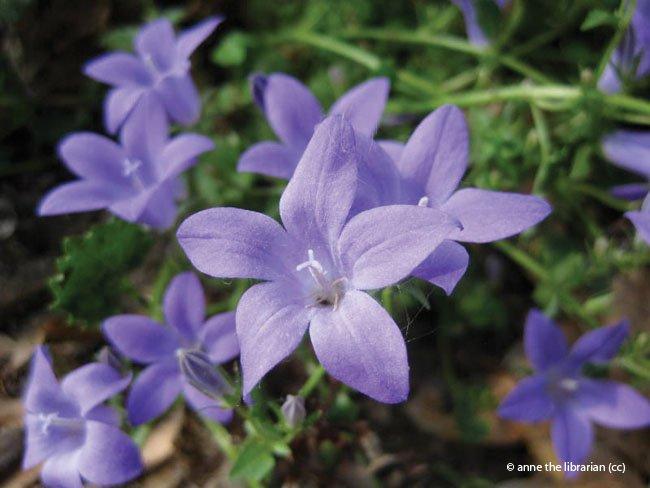 Campanula portenschlagiana