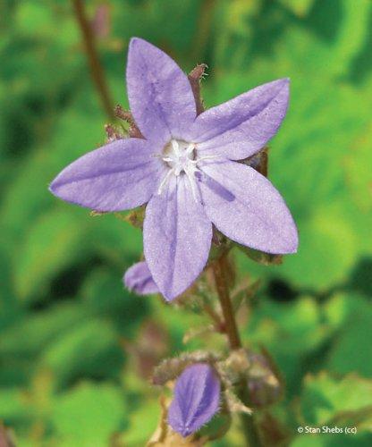 Campanula poscharskyana