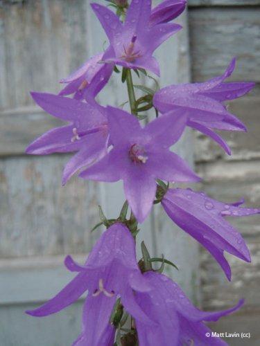Campanula rapunculoides