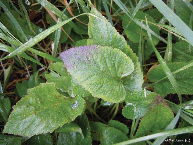 Campanula rapunculoides