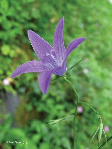 Campanula rapunculus