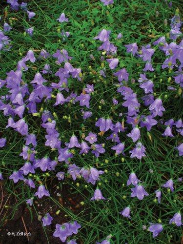 Campanula rotundifolia