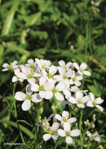Cardamine pratensis
