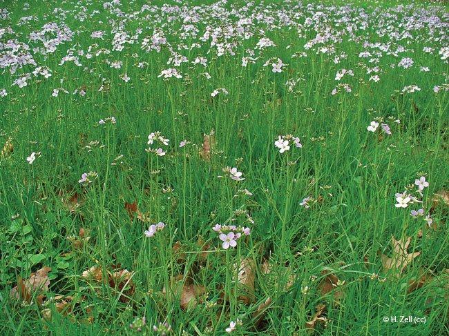 Cardamine pratensis