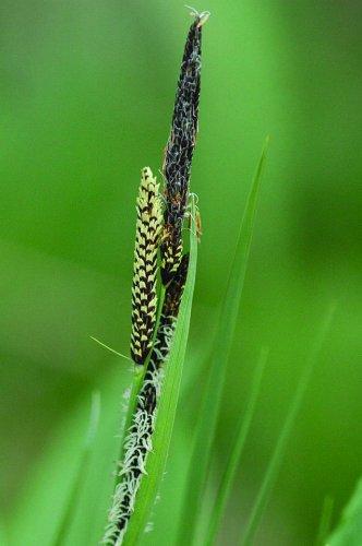 Carex nigra