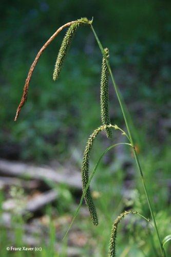 Carex pendula