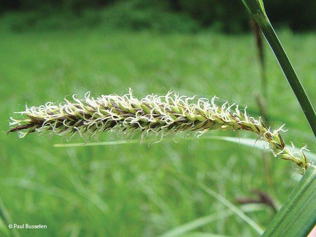 Carex riparia