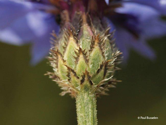 Centaurea dealbata